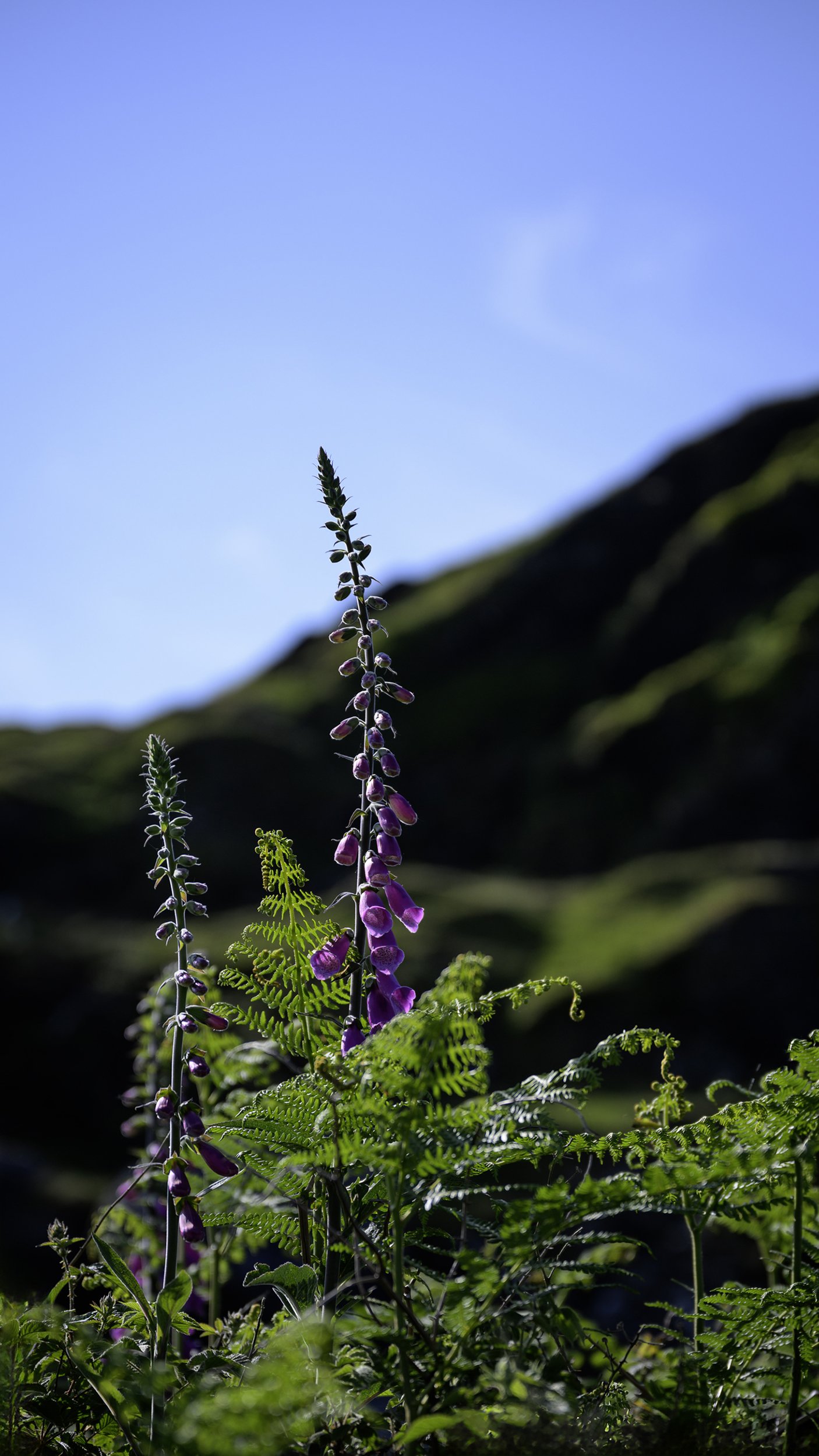 Foxglove; Brentor; Devon