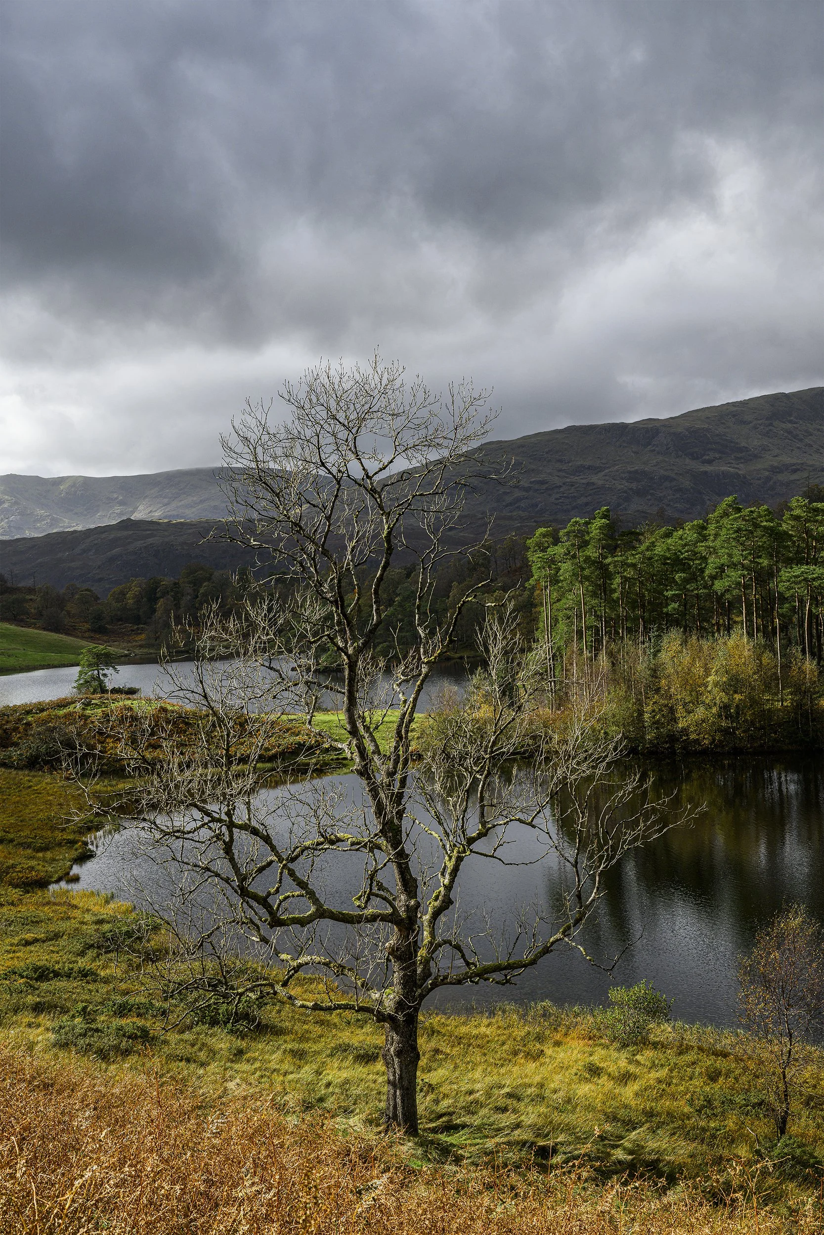 Barbara Vicary_image 6b_Tarn Hows copy.jpg