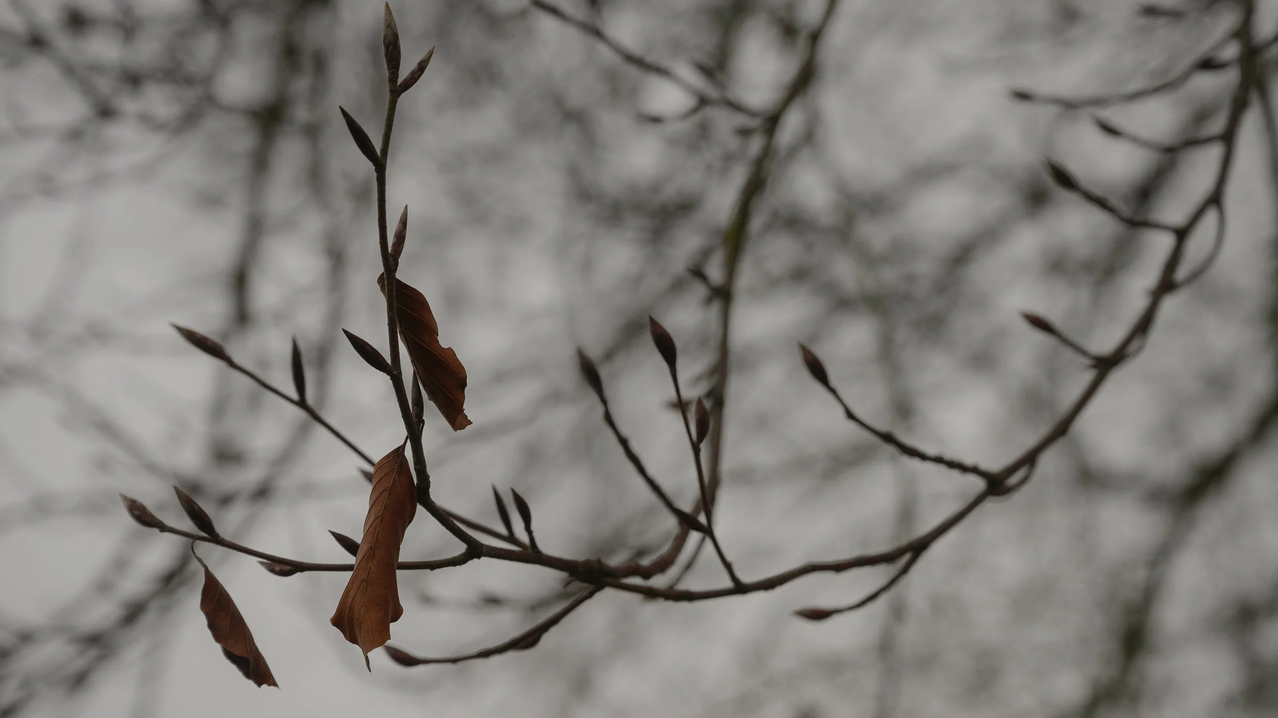 _DSC6202 website sized.jpg