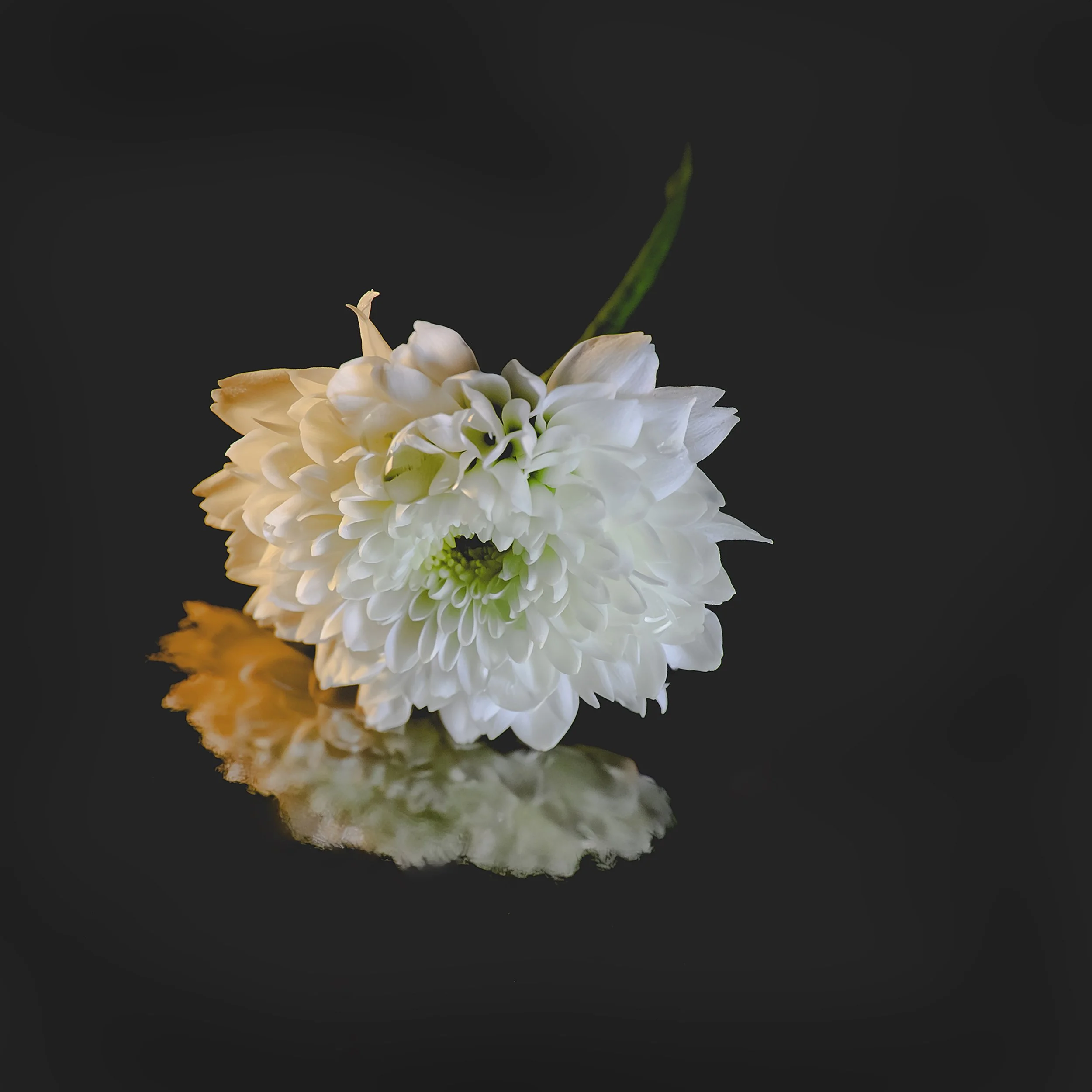 _DSC5220 websitejpg.jpg