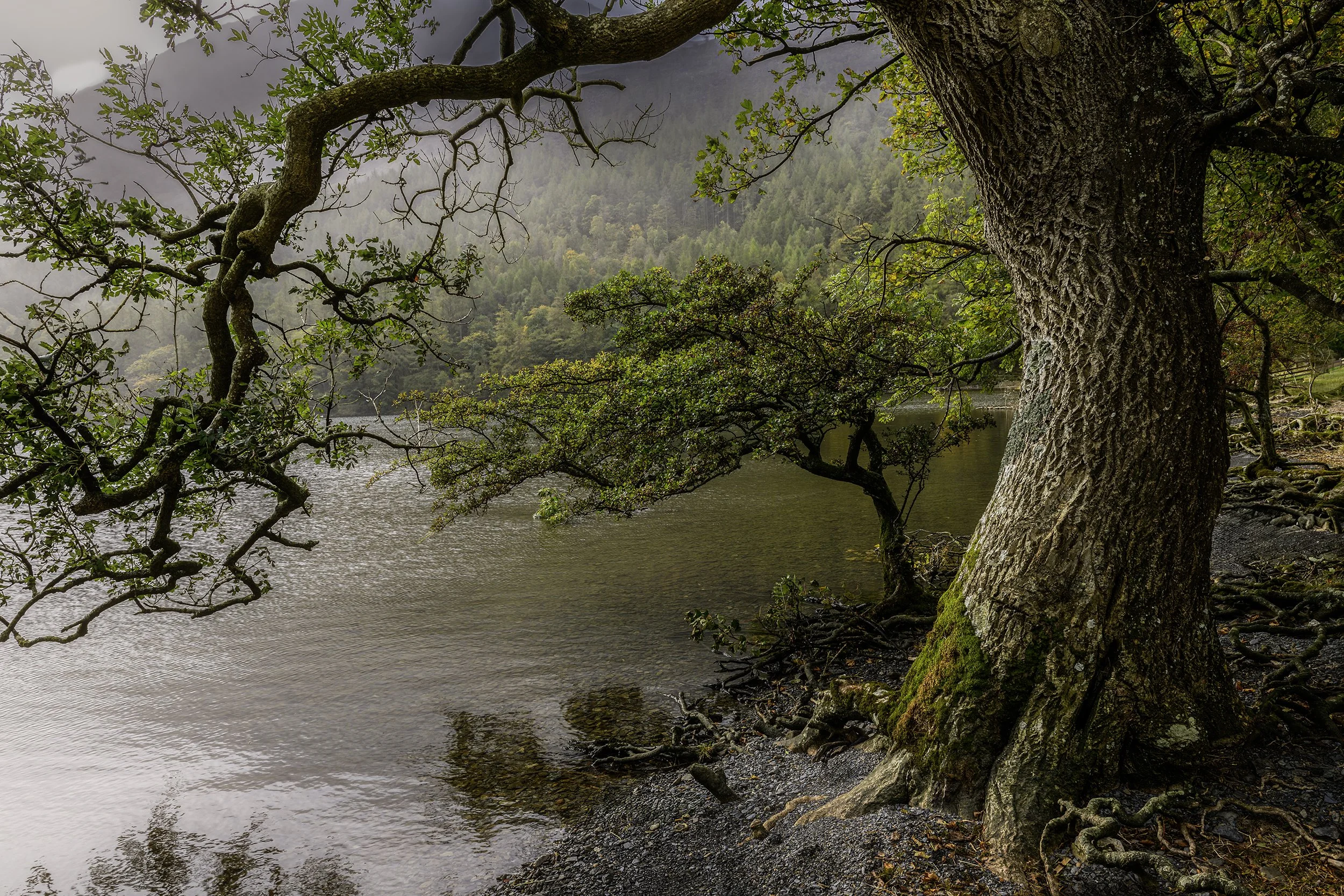 Buttermere; Lake District; gnarled tree