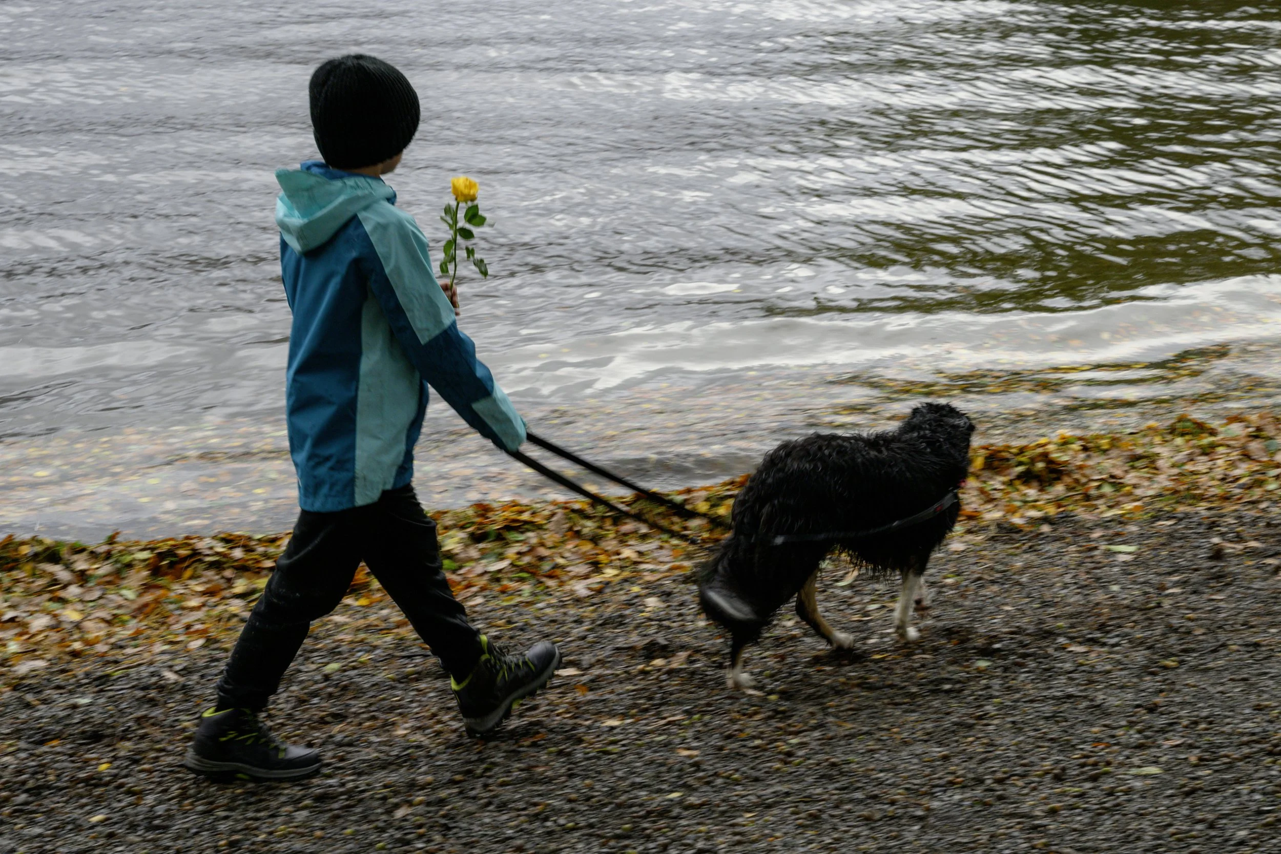 Derwent Water; Walking in the Rain, Dog walking; yellow rose