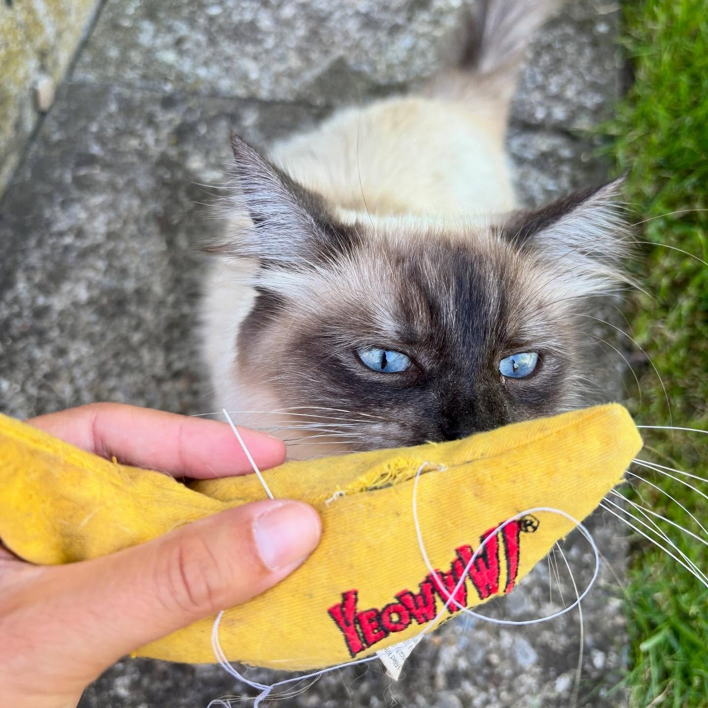🍌 Eusi beliebti (chli grusigi - zumindest f&uuml;r eus Mensche😉) Banana, wo gf&uuml;llt isch mit Chatzeminze, lauft us😱 das mun sofort gflickt werde! Isch eusi Mora de &Uuml;belt&auml;ter? Guet m&ouml;glich🫣 de Chewy wartet geduldig, bis d&lsquo;
