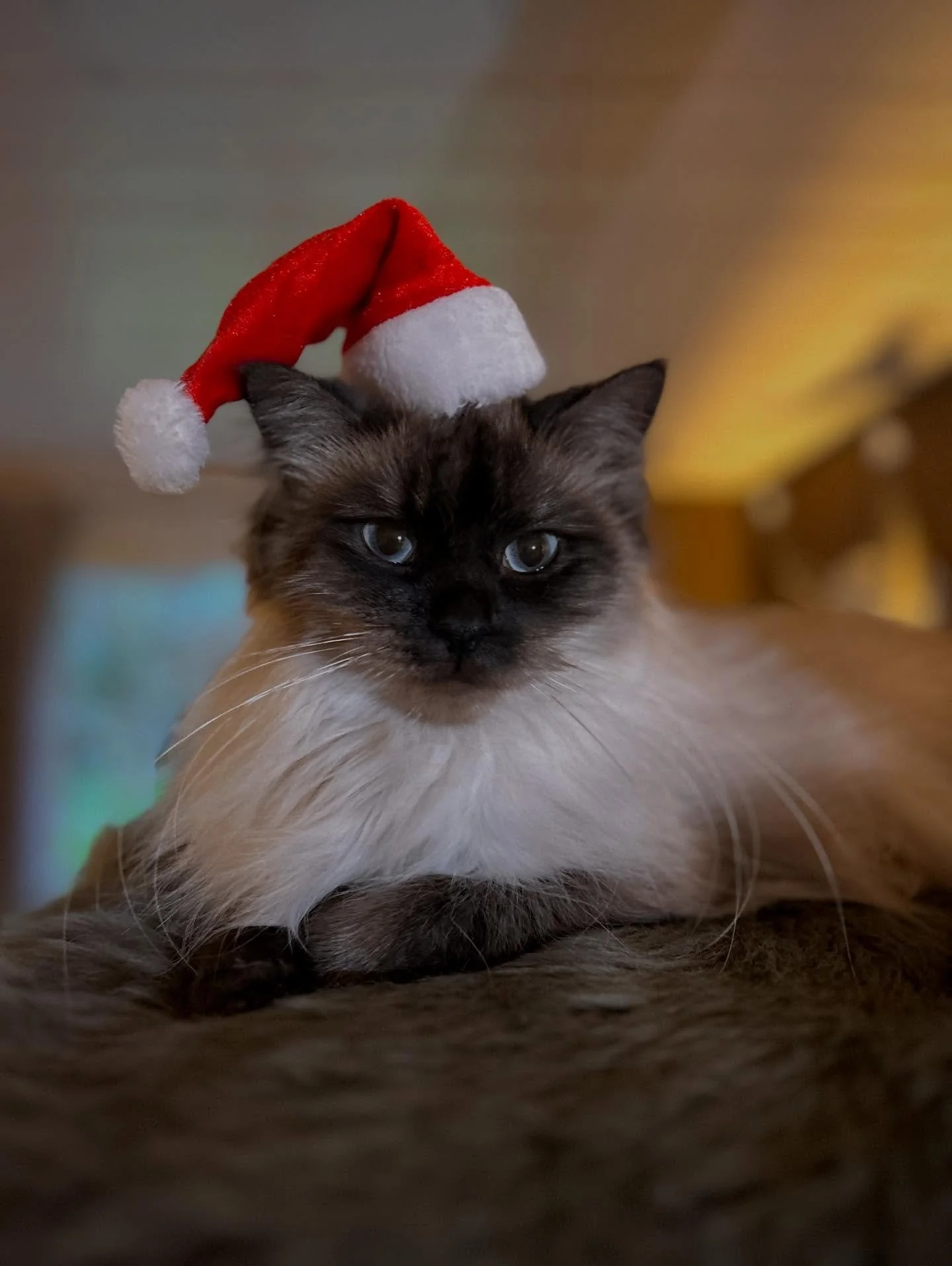 Fr&ouml;hliche Weihnachten!🎄🎁🎅

Das Katzenhotel Team und unsere Mora w&uuml;nschen euch wundersch&ouml;ne Festtage und eine sch&ouml;ne Zeit😻❤️

#christmas #cat #cathotel #weihnachten #katze