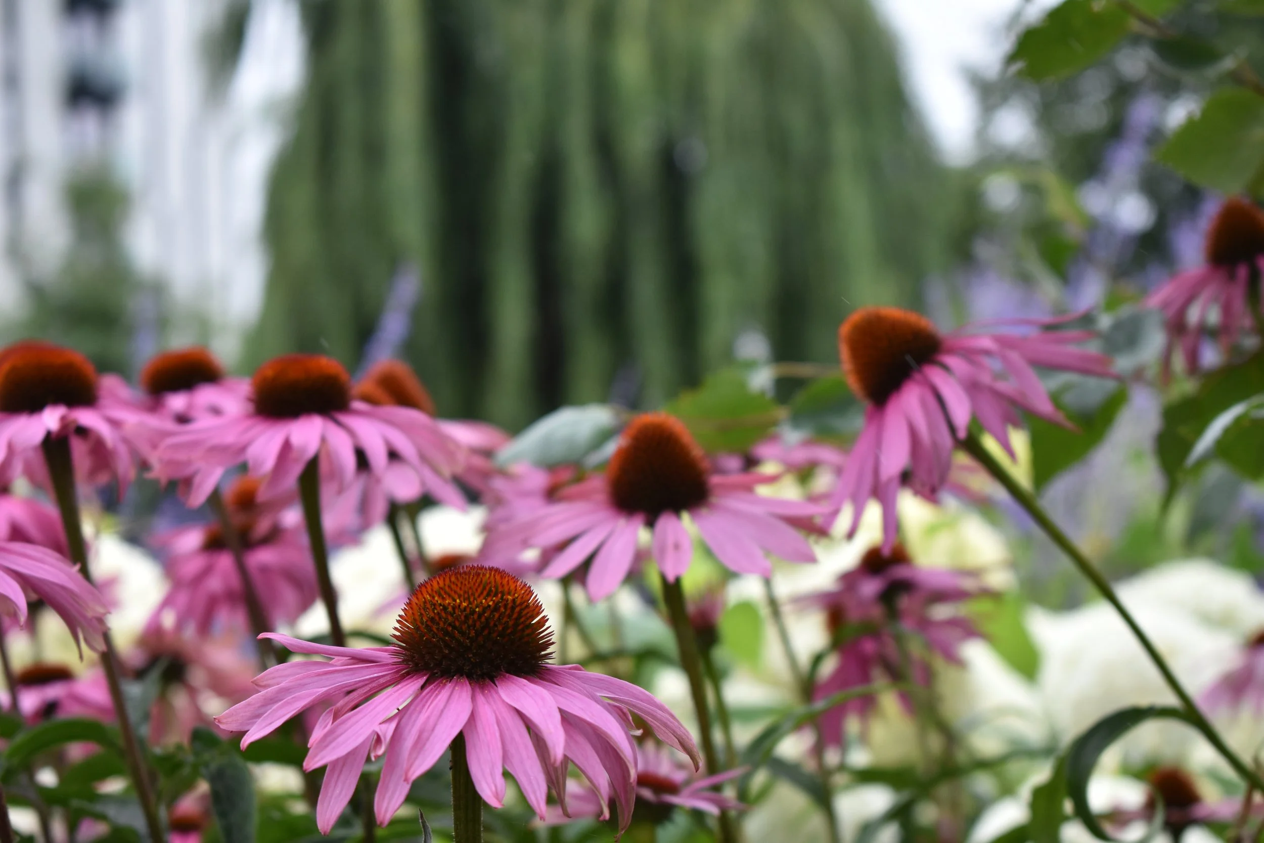 Cluster of pink coneflowers with brownish-orange centers in a garden setting, with blurred green trees in the background.