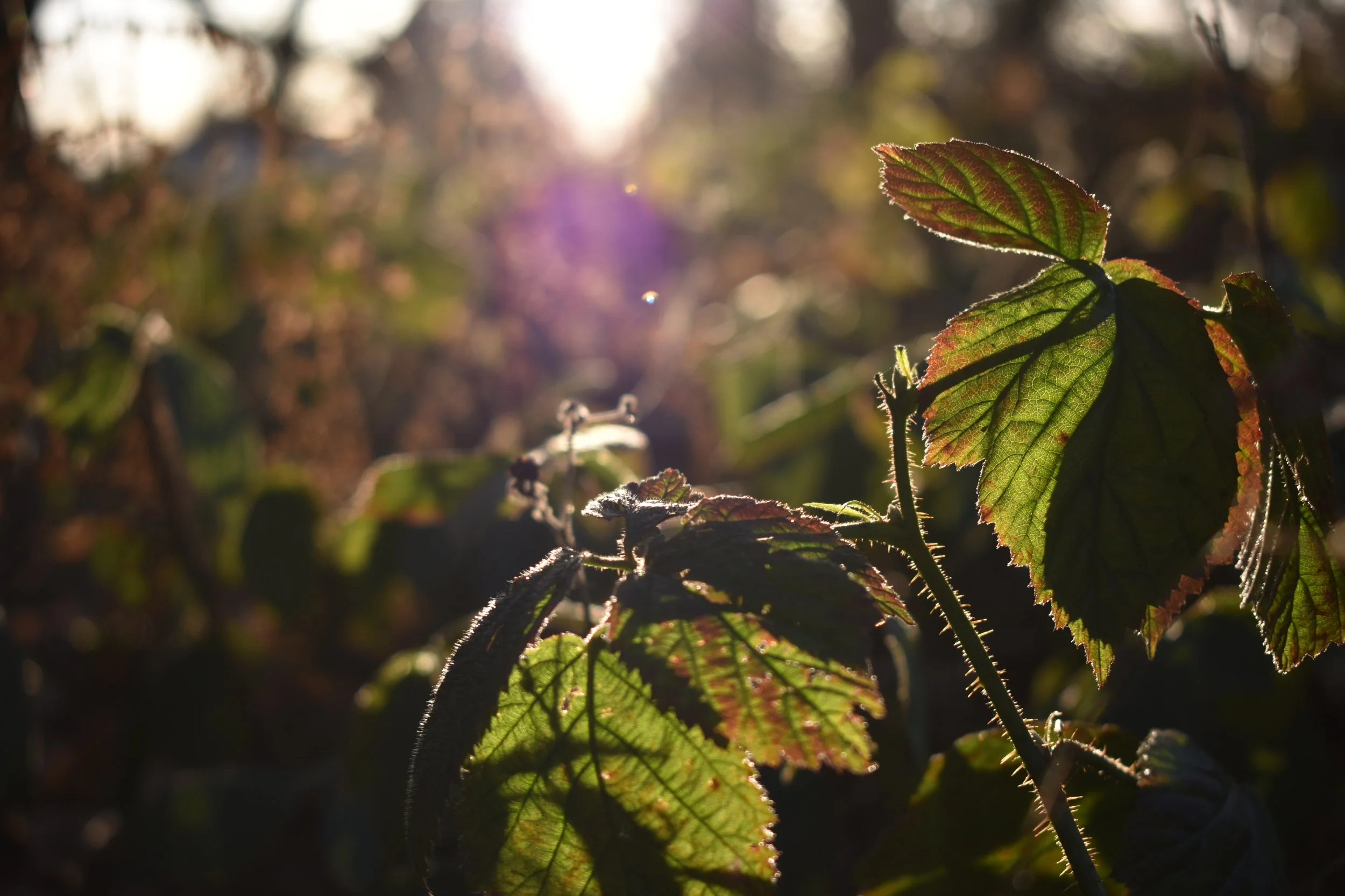 Close-up of green and reddish leaves on a plant backlit by sunlight.