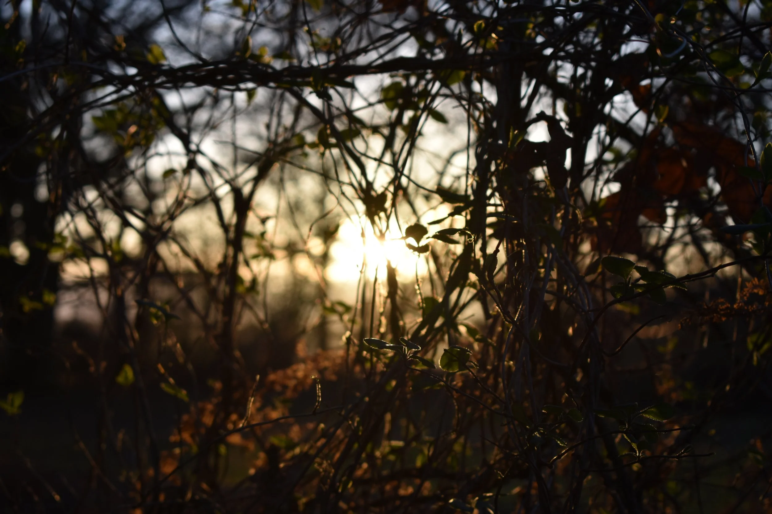 Sunset or sunrise light filtering through dense, tangled branches and leaves.