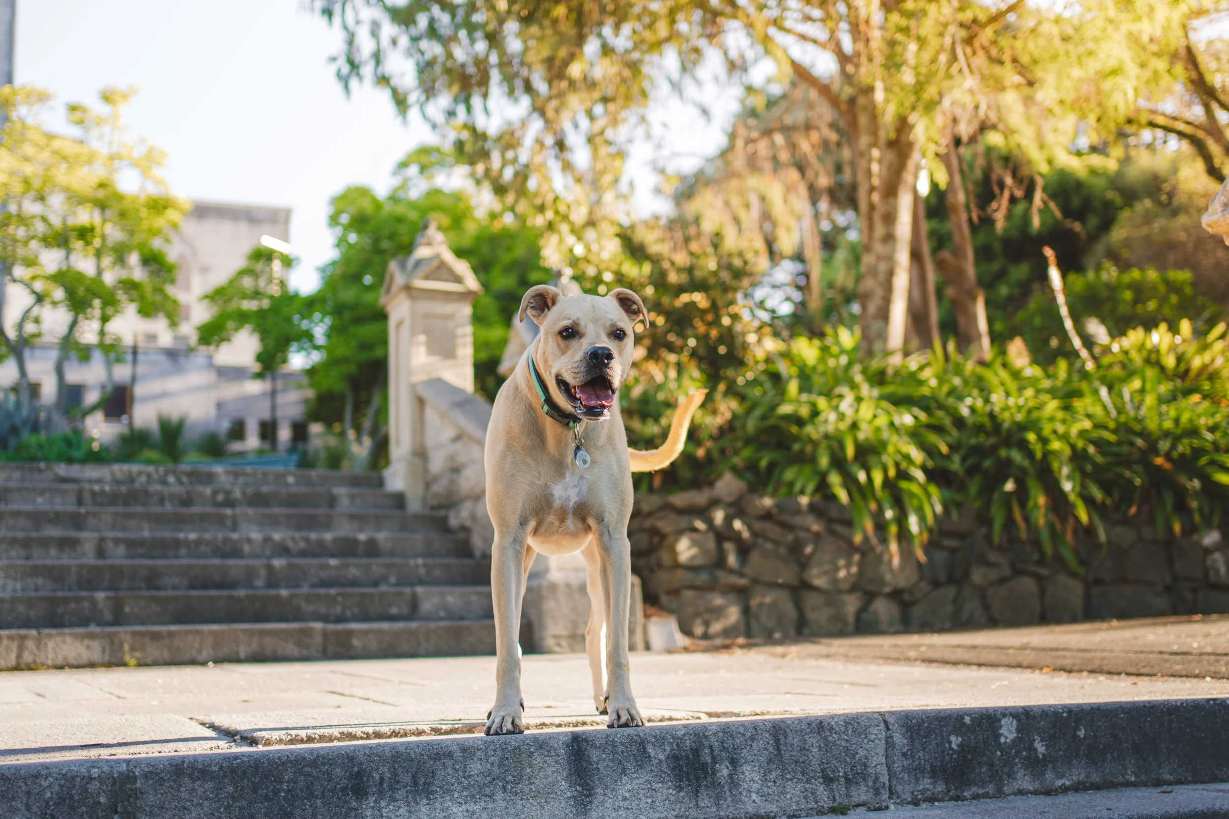 A tan dog standing on a sidewalk at the bottom of stone steps in a park with green trees and bushes in the background.