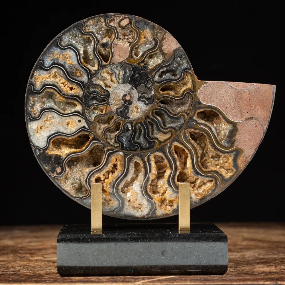 Cleoniceras Black Ammonite from Madagascar - Fossil Collection Fossils for Decoration