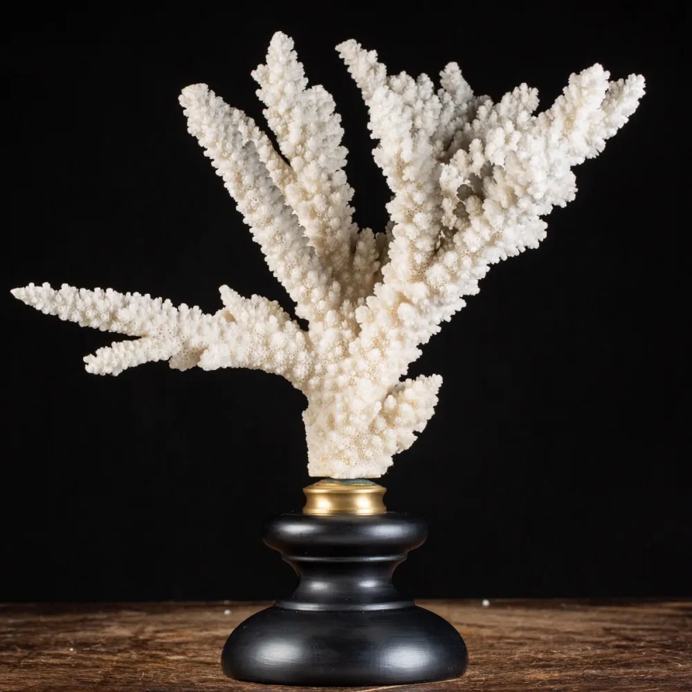 Acropora Florida on Pedestal - Mineral Collection