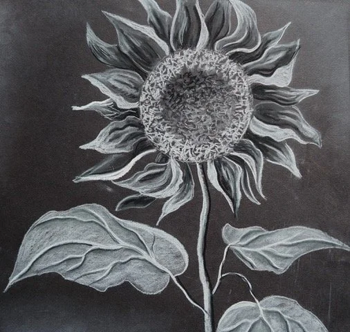 Sunflower in Charcoal and Chalk on Black Paper