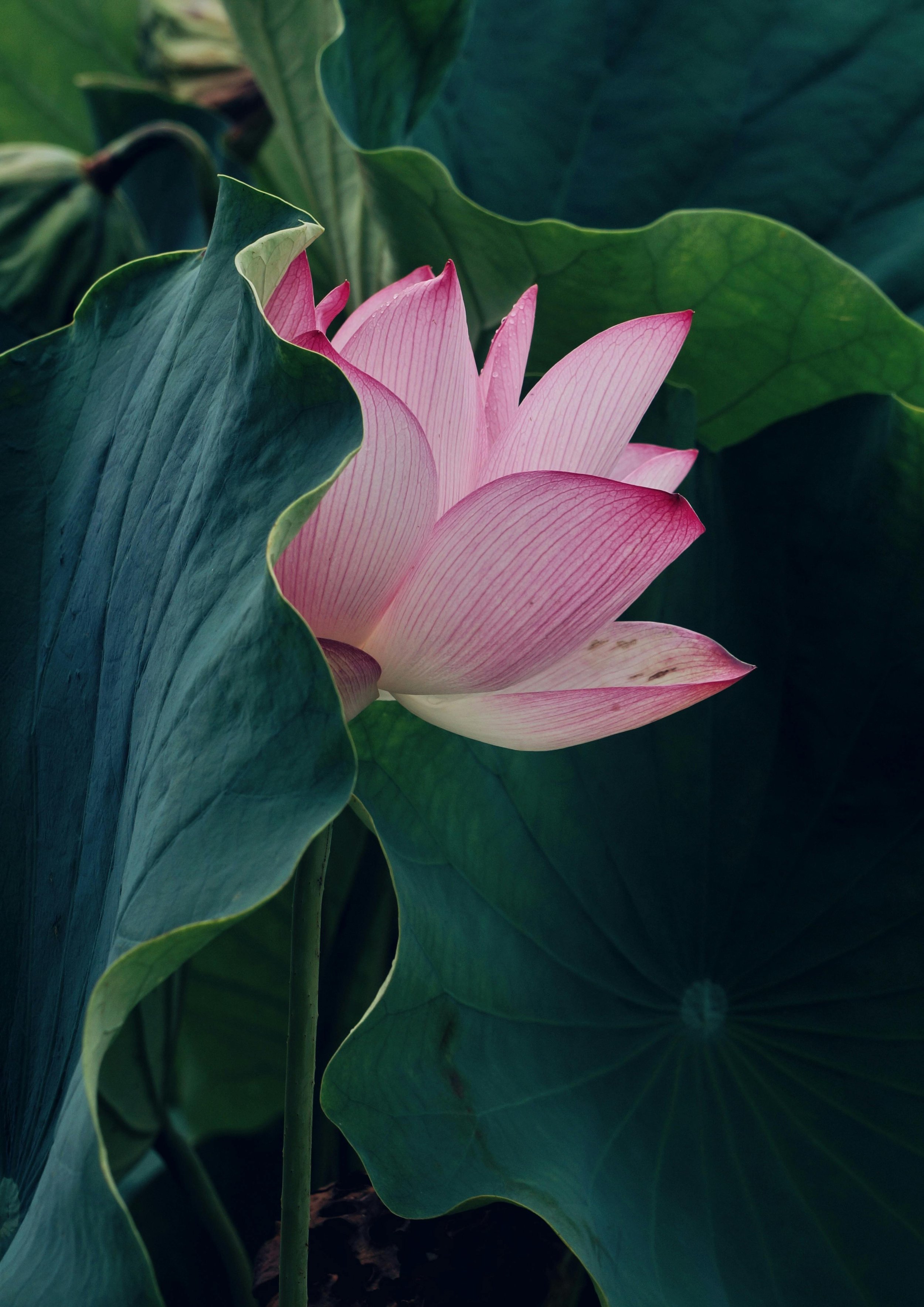 Flor de lotus rosa entre fulles verdes