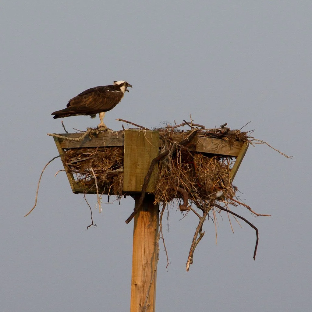 osprey-184-366_7529365290_o.jpg