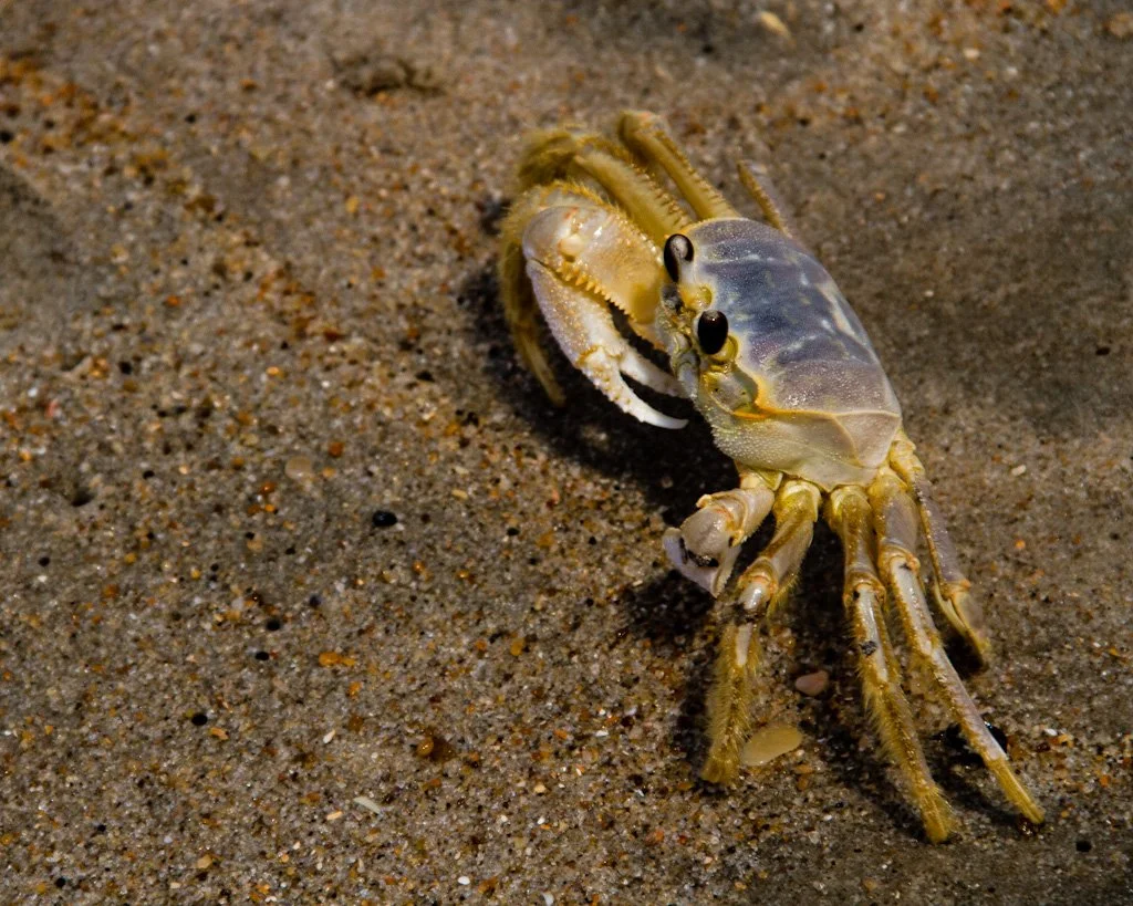 ghost-crab-188-366_7529330628_o.jpg