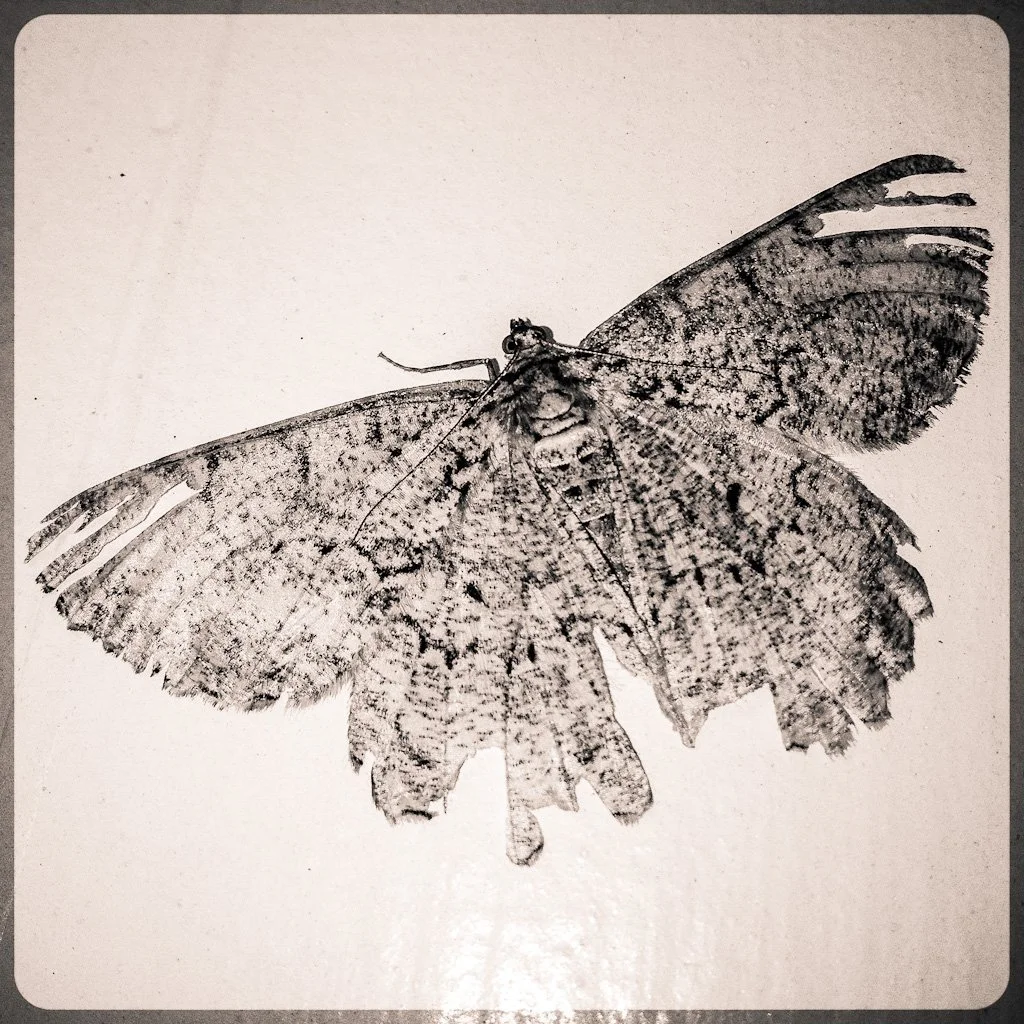 mothra-192-366_7546769646_o.jpg