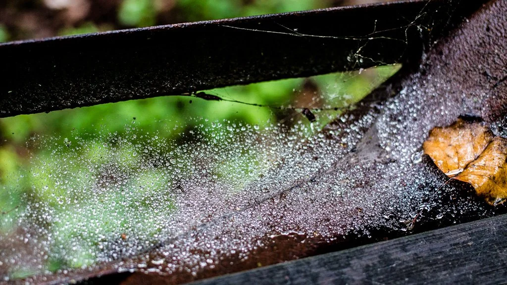 spider-web-232-366_7819536744_o.jpg