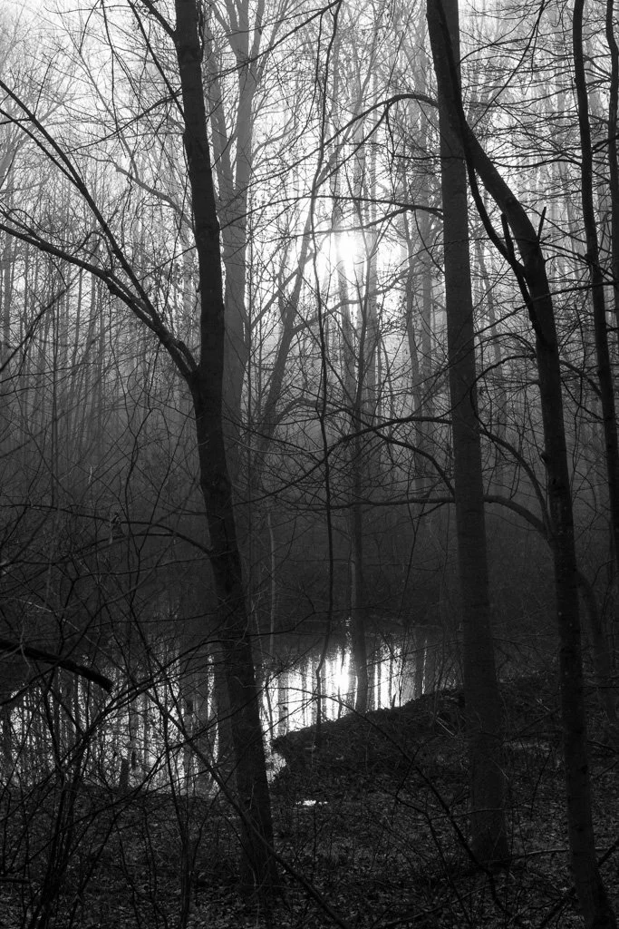foggy-morning-343-366_8256901362_o.jpg