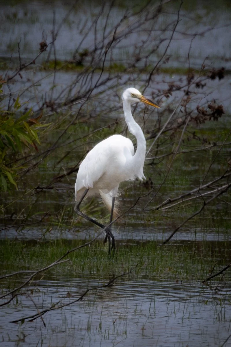 Blackwater National Wildlife Refuge