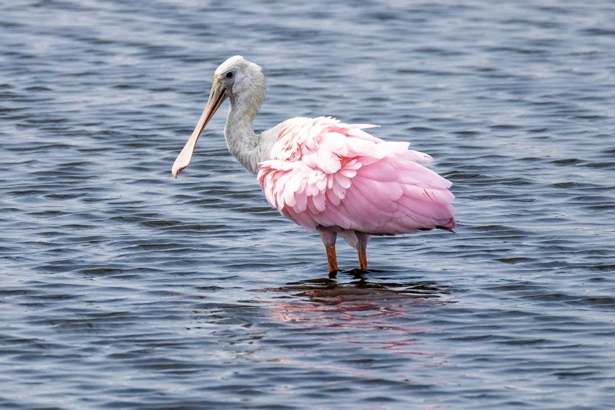 Bombay Hook National Wildlife Refuge