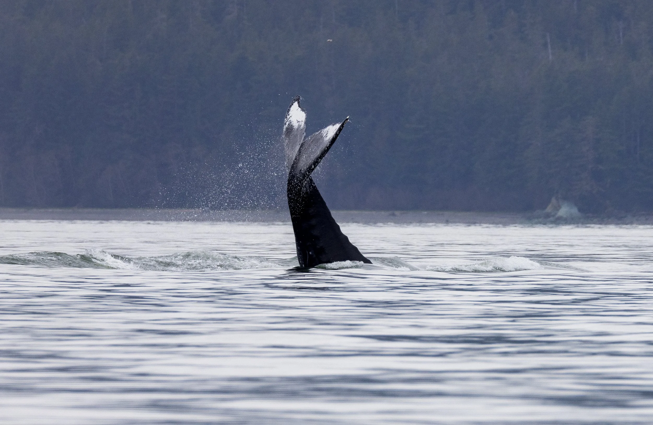 An Alaskan Whale of a Tale