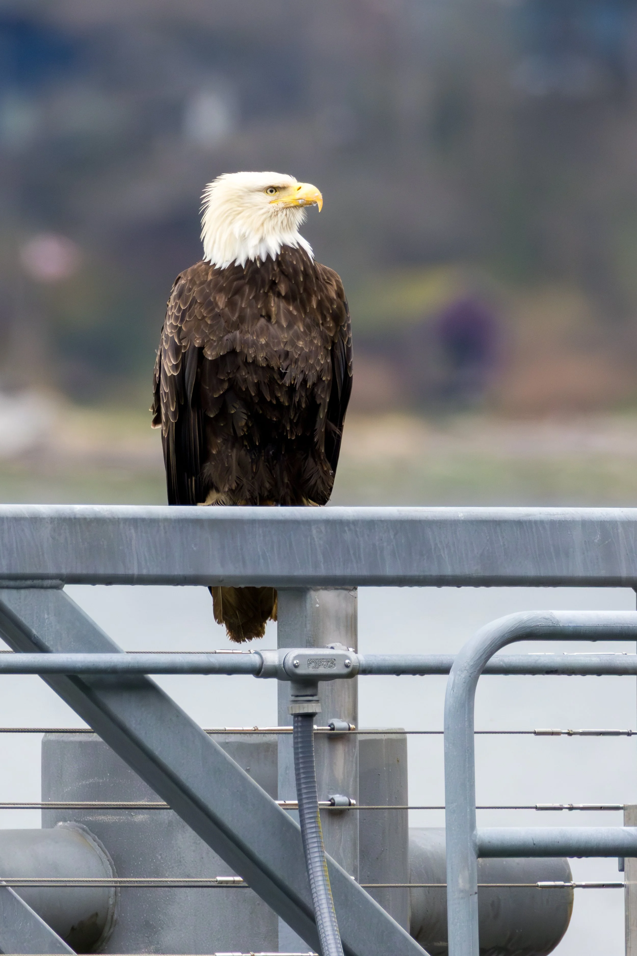 Photographing Wildlife from a Cruise Ship