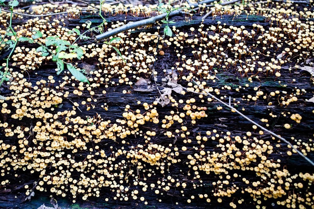 mushroom-carpet-243-366_7897180290_o.jpg