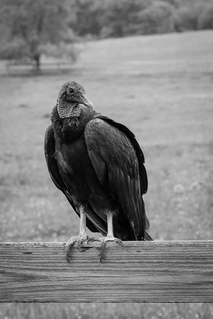 buzzard-134-366_7191751336_o.jpg