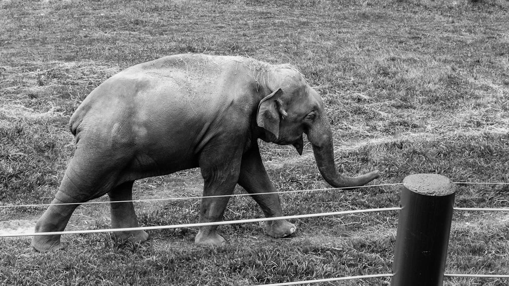 baby-elephant-walk-220-366_7737207154_o.jpg