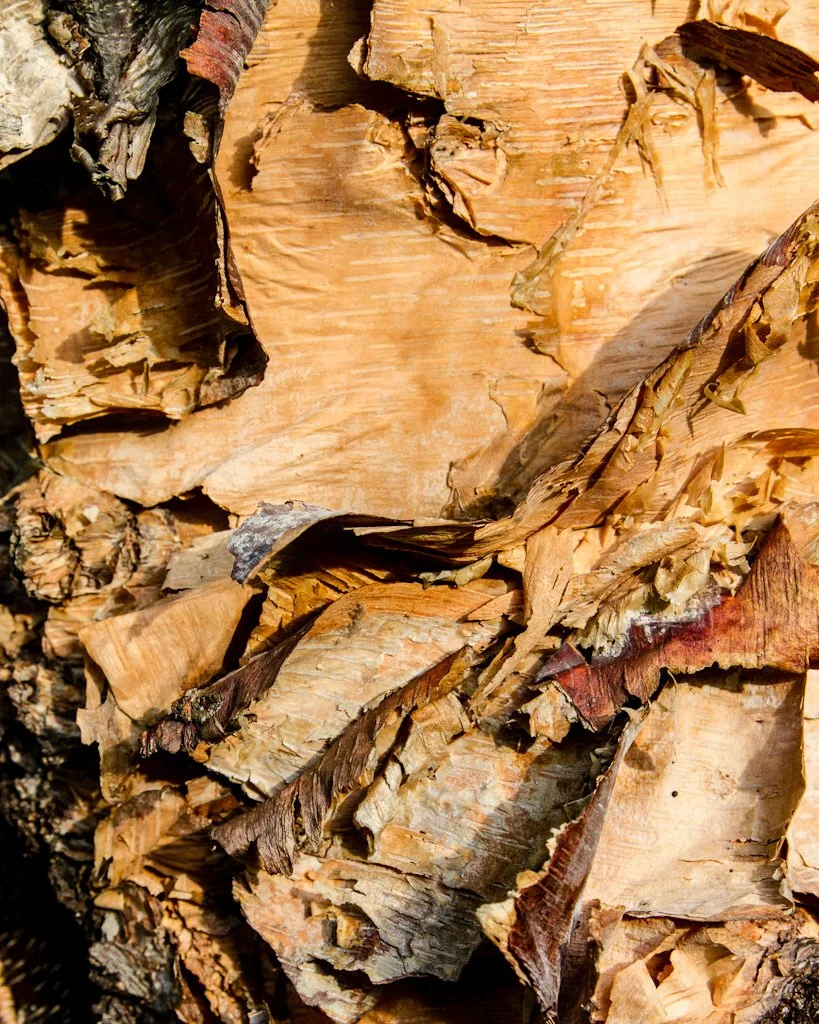 river-birch-209-366_7659426726_o.jpg