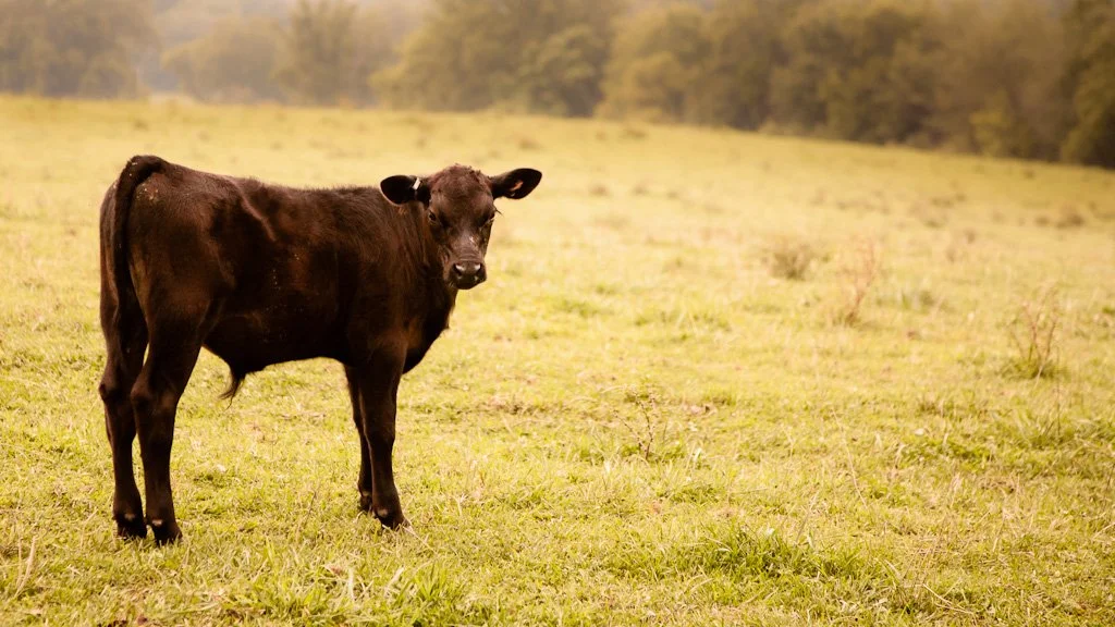 brown-calf-238-366_7860303140_o.jpg