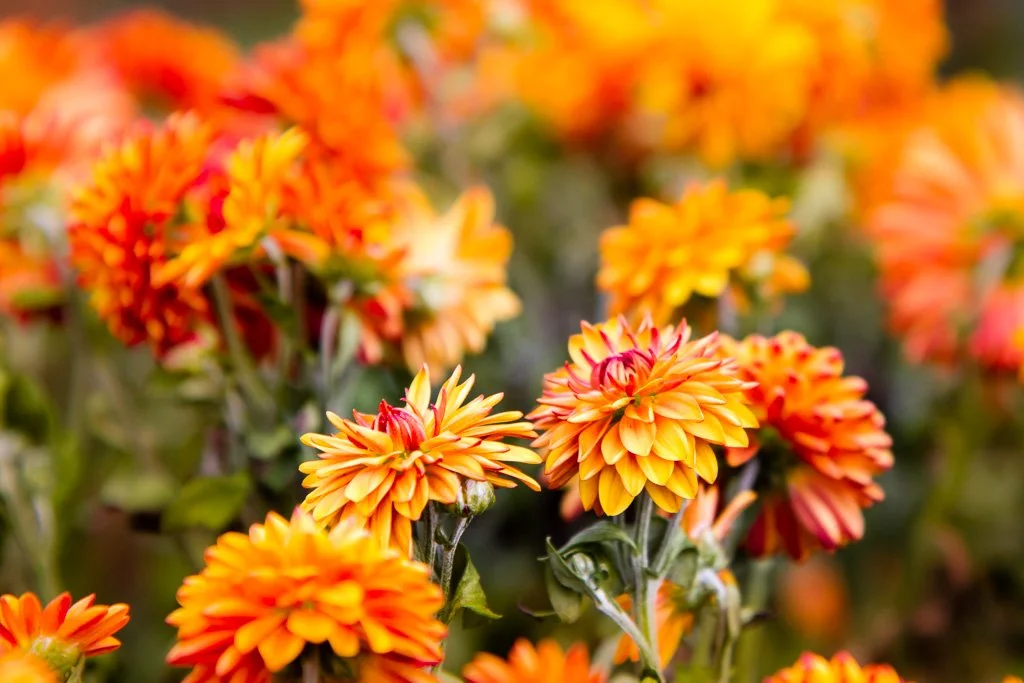 fall-flowers-301-366_8128978241_o.jpg