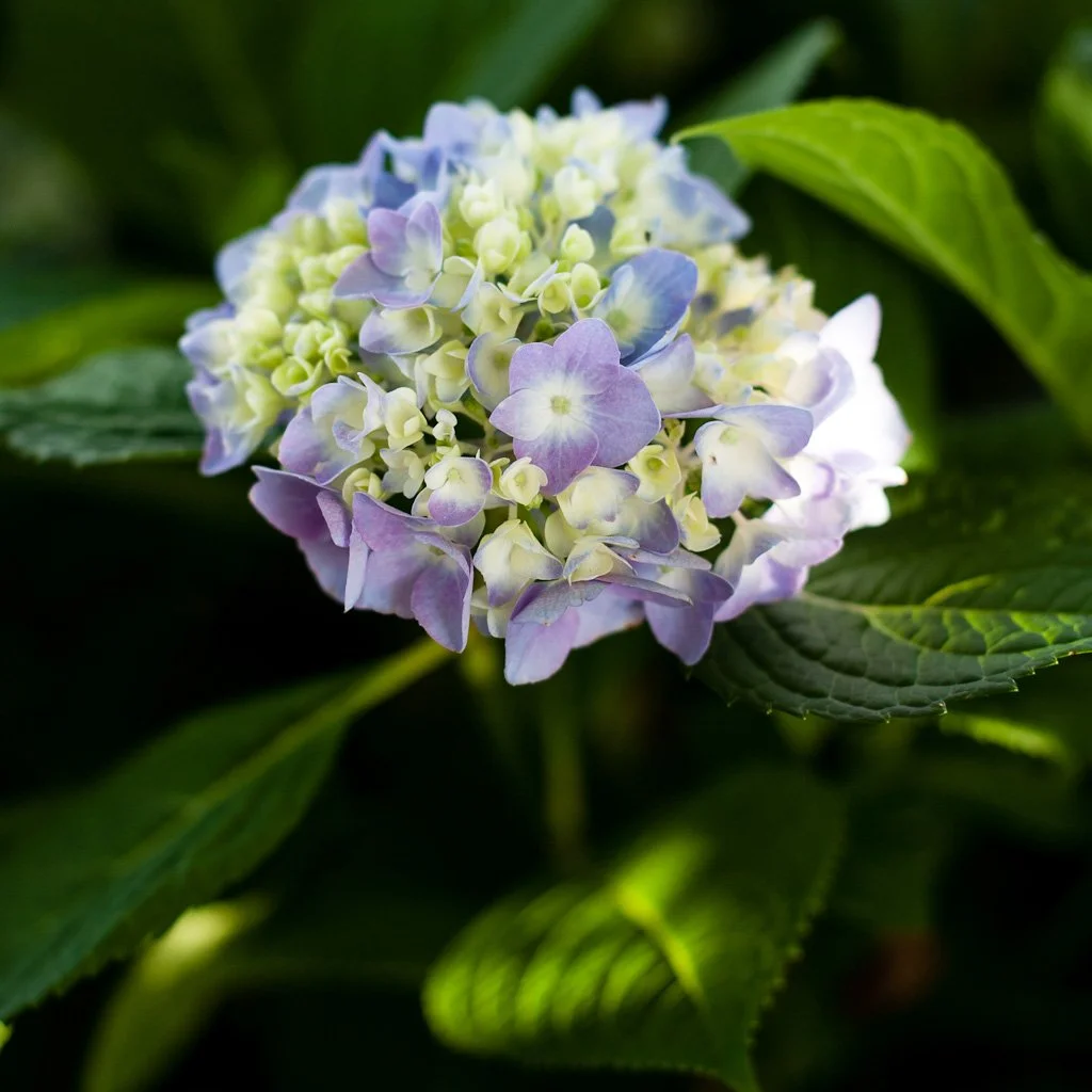 hydrangea-165-366_7184957007_o.jpg