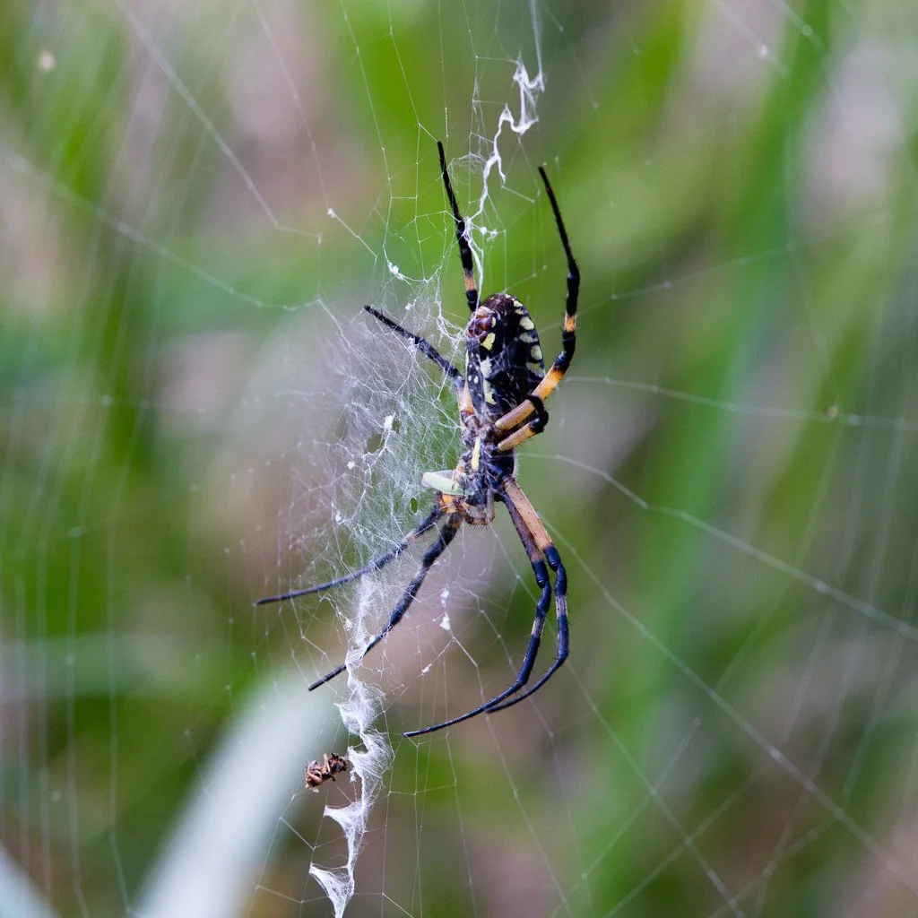 itsy-bitsy-252-366_7958697820_o.jpg