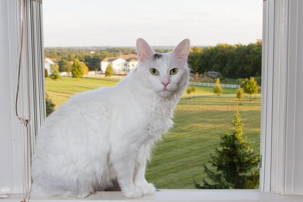 window-cat-264-366_8007731057_o.jpg