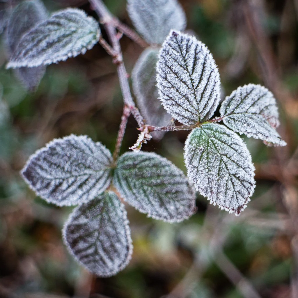 morning-frost-328-366_8217144222_o.jpg