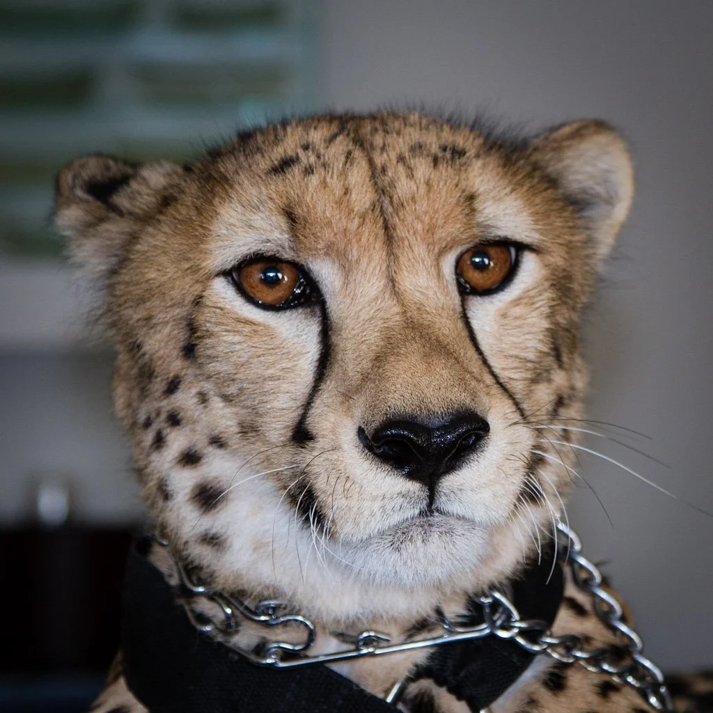 cheetahorg-263-366_8004994432_o.jpg