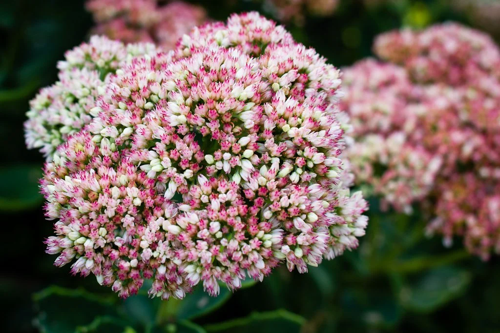 gone-to-sedum-200-366_7600600870_o.jpg