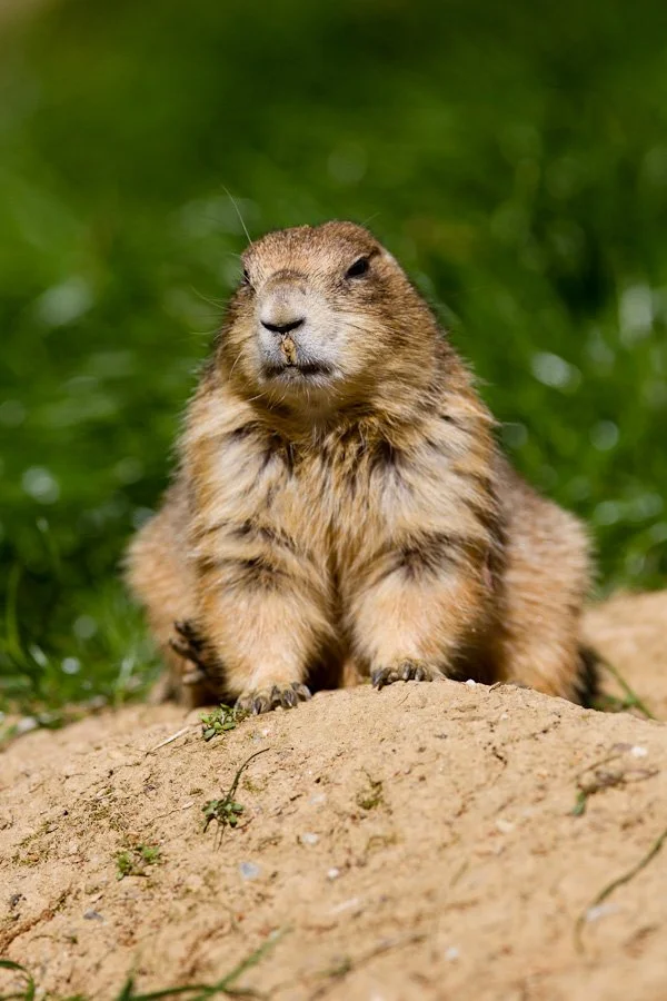 prairie-dog-098-366_6908602708_o.jpg