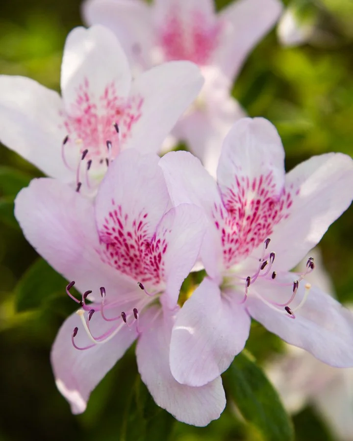 brighton-dam-azaleas-106-366_6935891778_o.jpg