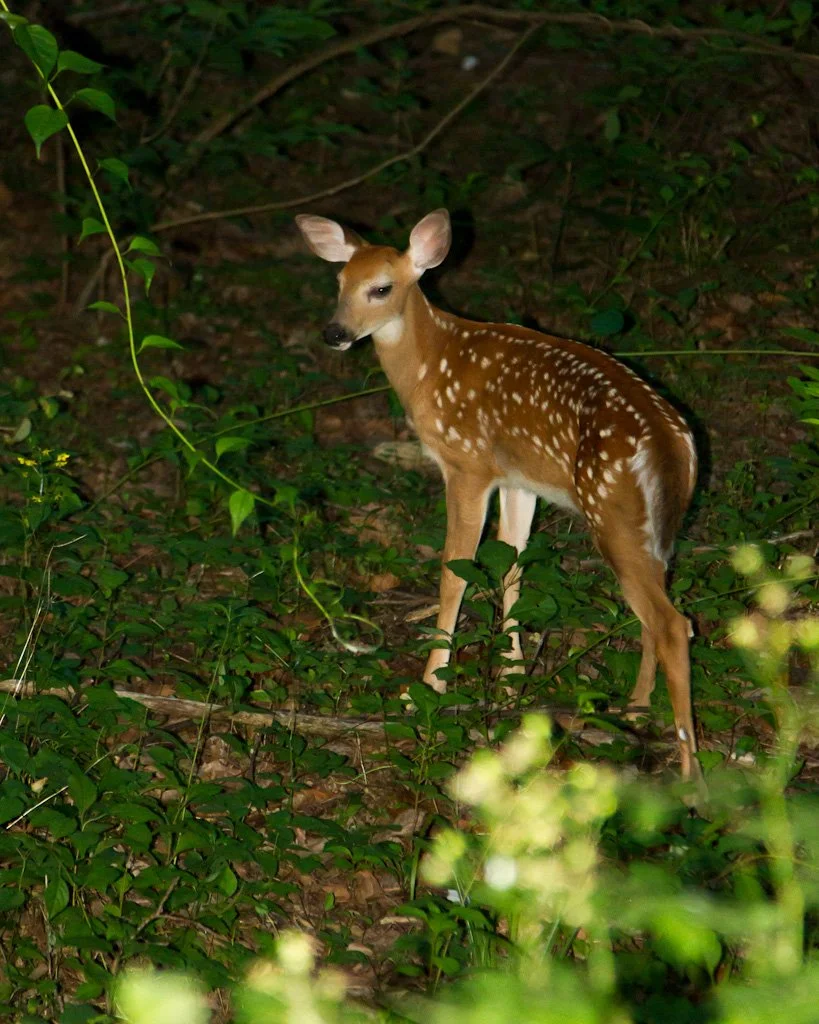 deer-fawn-173-366_7417449396_o.jpg