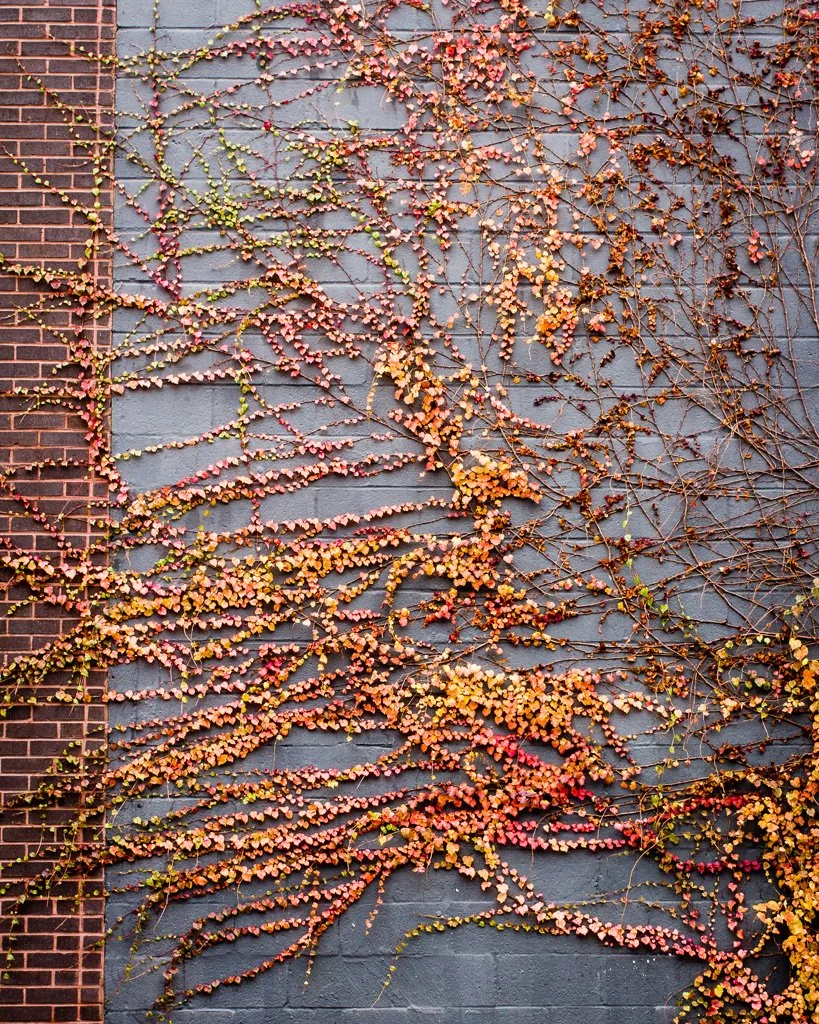 wall-vines-345-366_8262745760_o.jpg