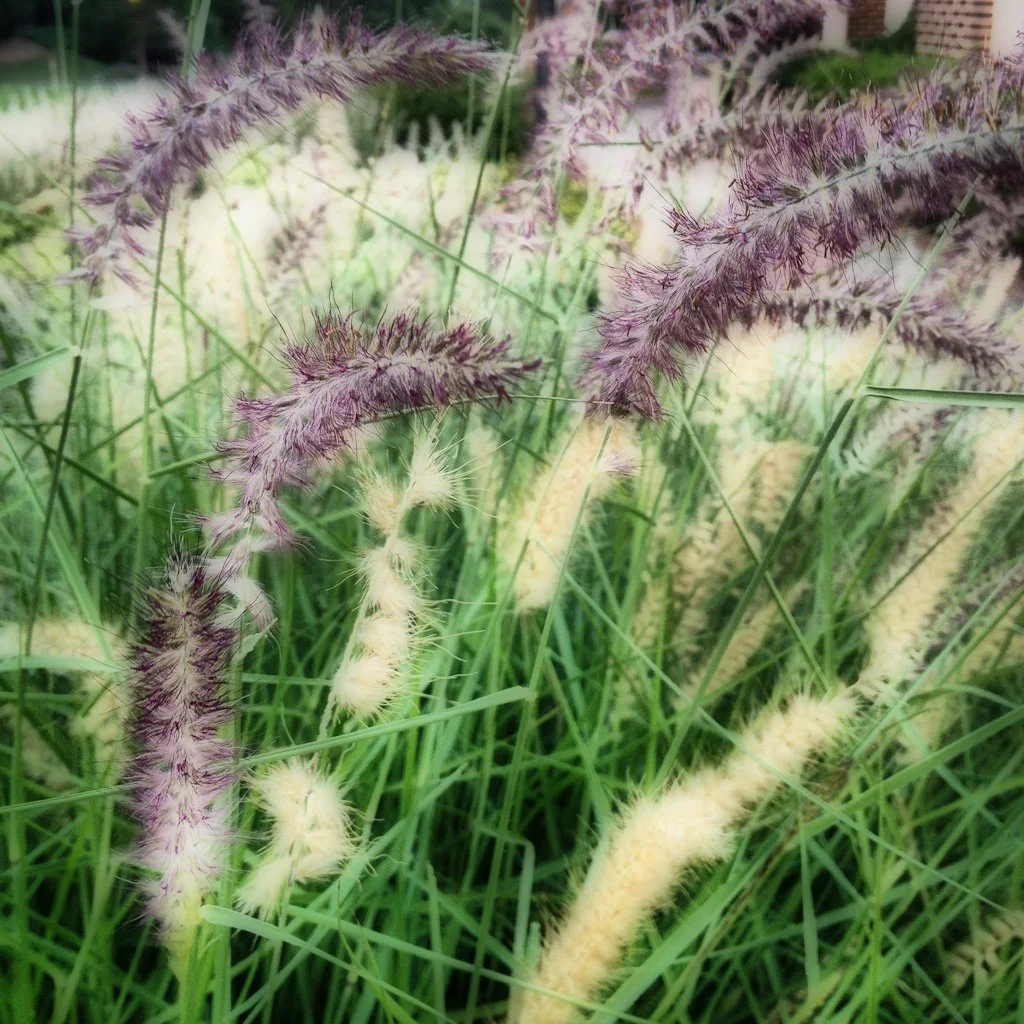 purple-grasses-215-366_7701197172_o.jpg