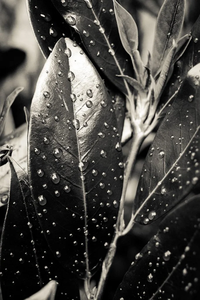 rain-on-leaves-206-366_7640410508_o.jpg