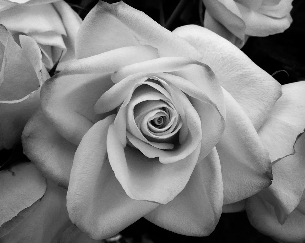 rose-199-366_7594042310_o.jpg