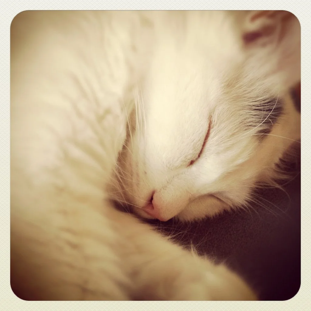 cat-nap-196-366_7571351996_o.jpg