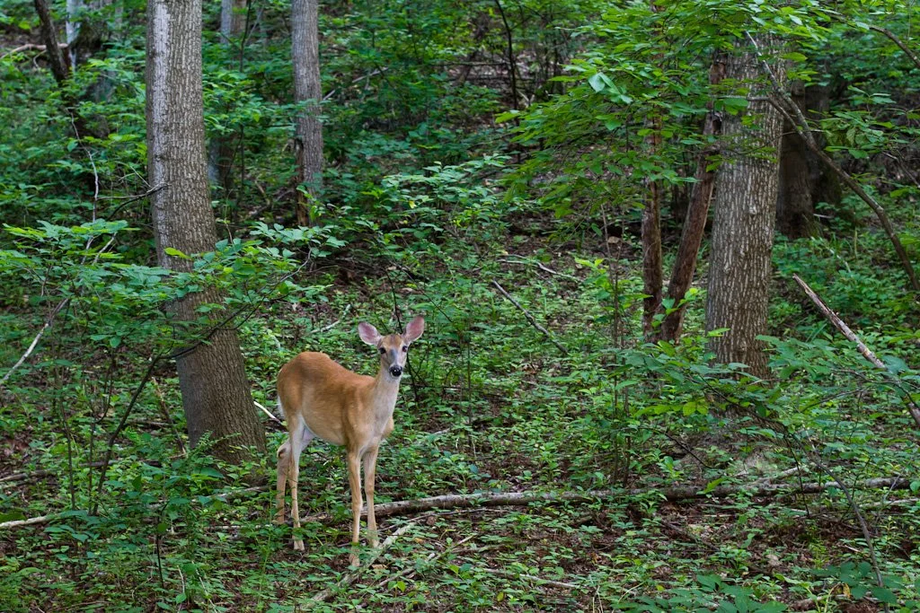 deer-167-366_7377011352_o.jpg