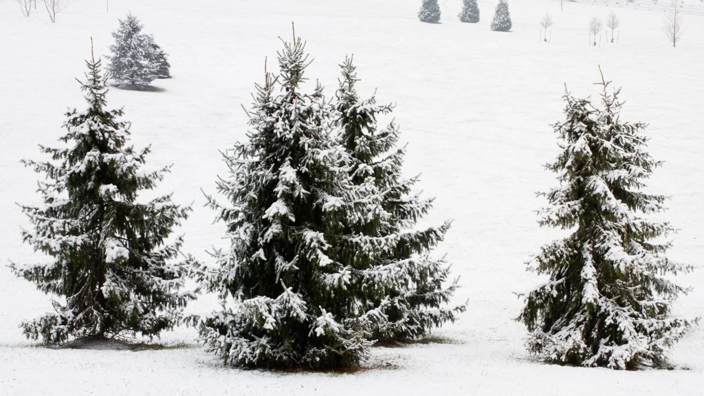 white-christmas-359-366_8304263035_o.jpg