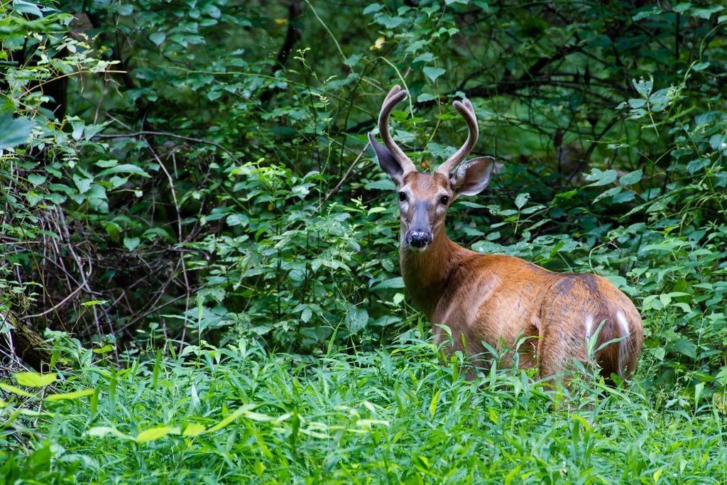 buck-encounter-224-366_7762547988_o.jpg