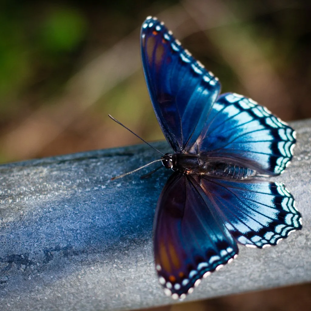 butterfly-219-366_7729254858_o.jpg