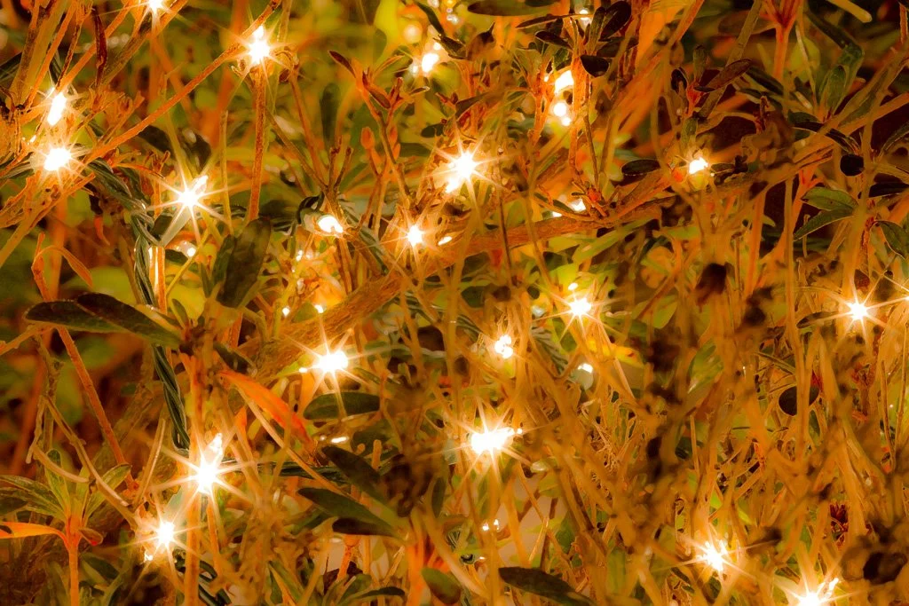 azalea-lights-363-366_8320638004_o.jpg